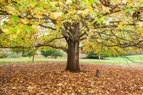 Autumn Leaves, Balingup - AL6774