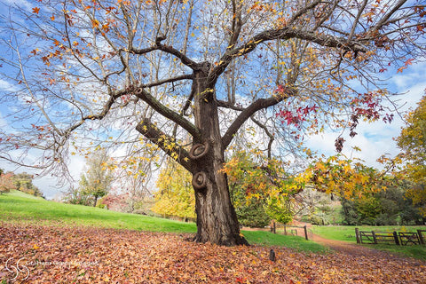 Autumn Leaves, Balingup - AL6820