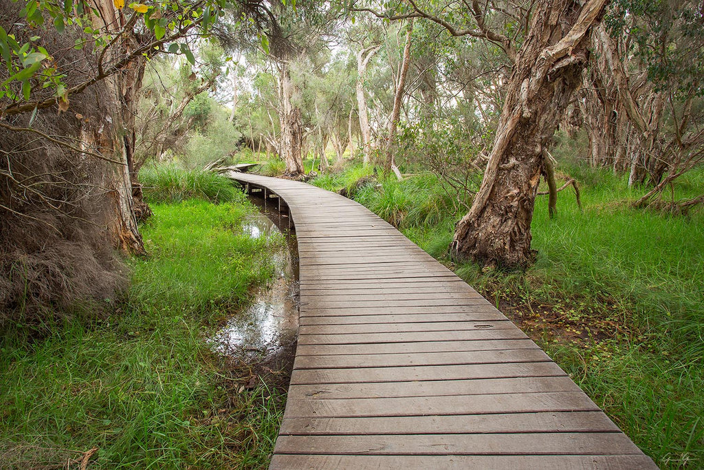 Beenyup Swamp Canvas