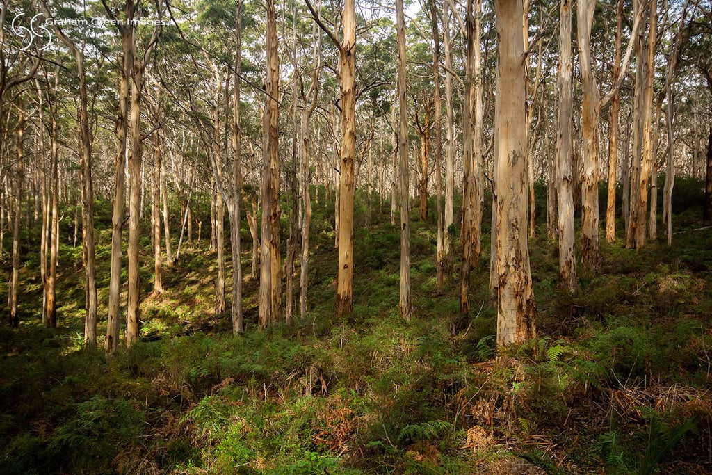 Boranup Forest - BF7231