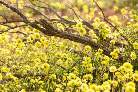 Wildflowers, Coalseam - WF7874