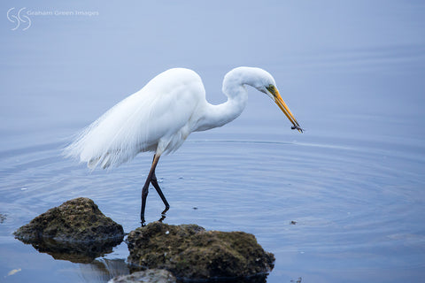 Egret, East Perth - EG1232