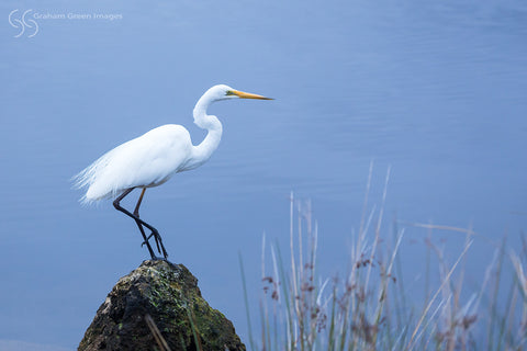 Egret, East Perth - EG1248