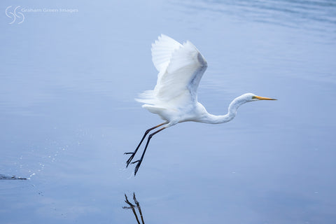 Egret, East Perth - EG1239