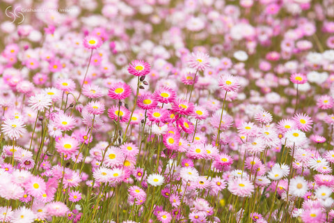 Everlastings, Kings Park - KP3026