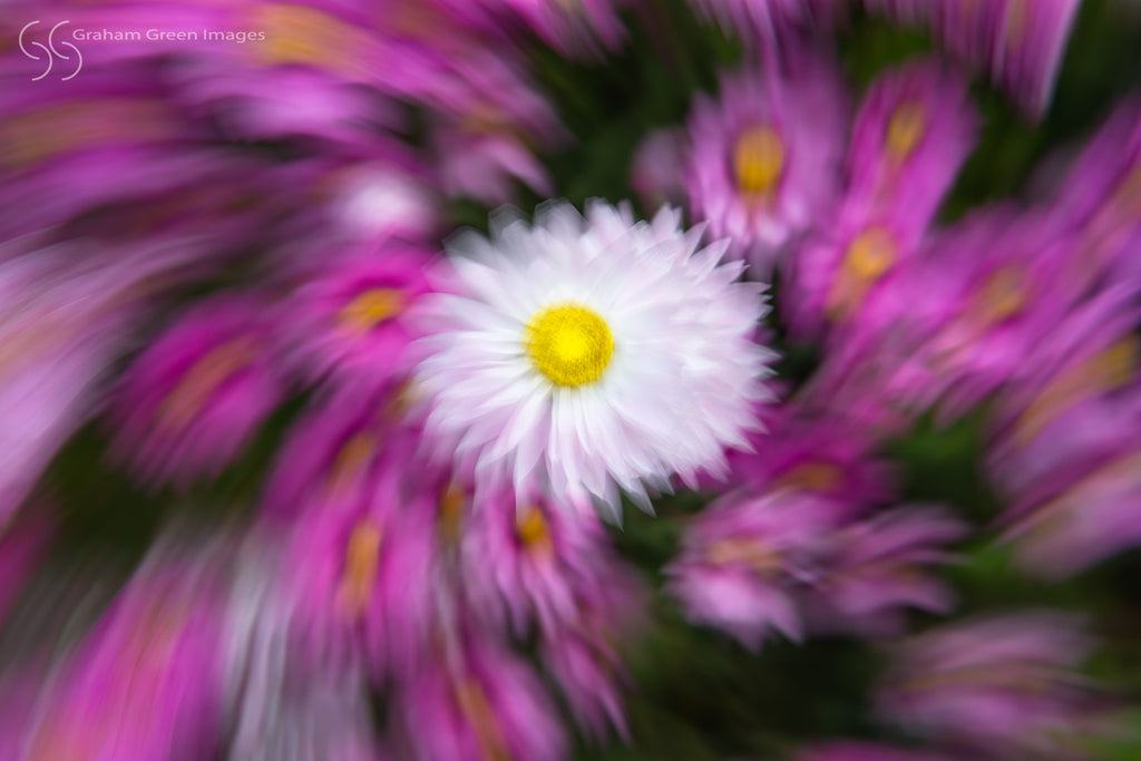 Flowers, Kings Park - KP3020
