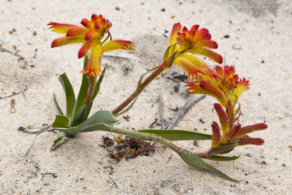 Wildflowers, Western Australia - WF5010