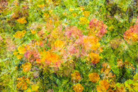 Flowers, Denmark - DF2949