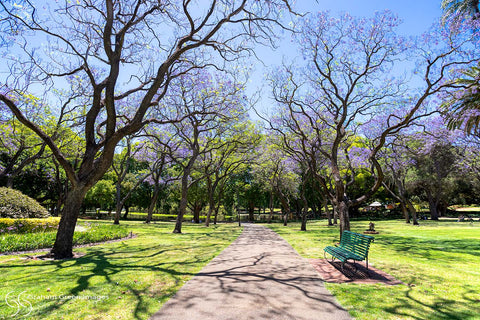 Hyde Park - HP0005