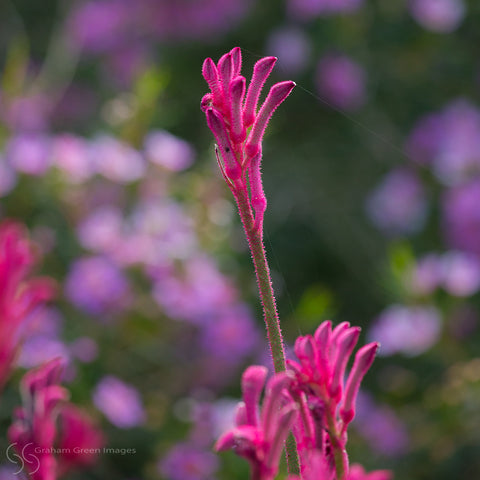 Kangaroo Paws, Kings Park - KP3025