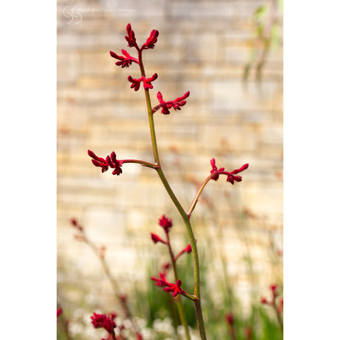 Kangaroo Paw, Kings Park - KP3026