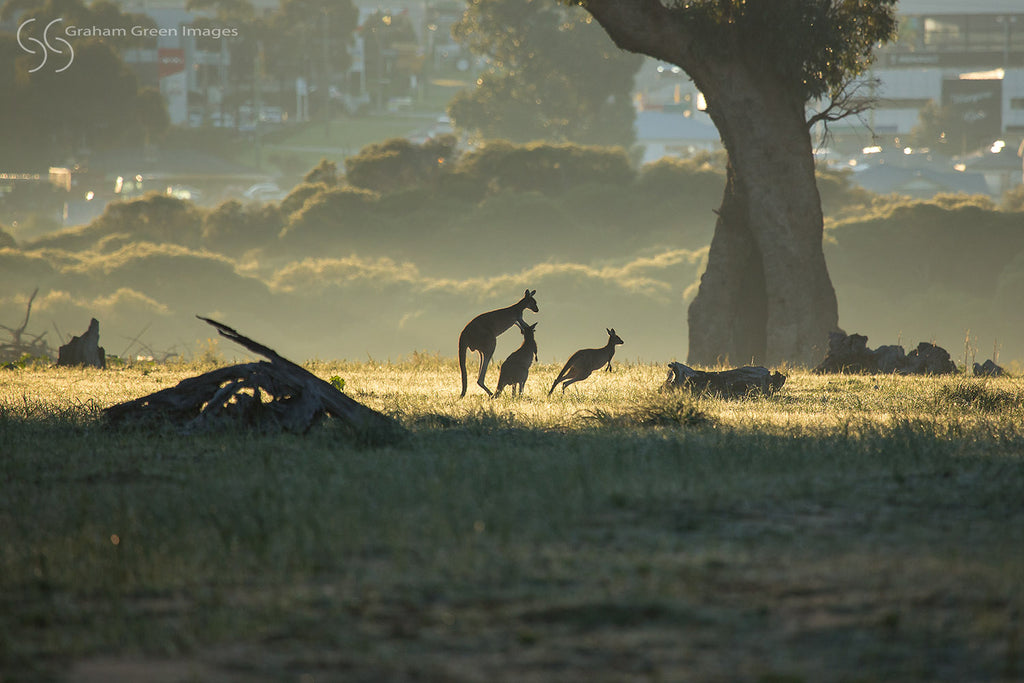 Kangaroos, Woodvale - KW7159