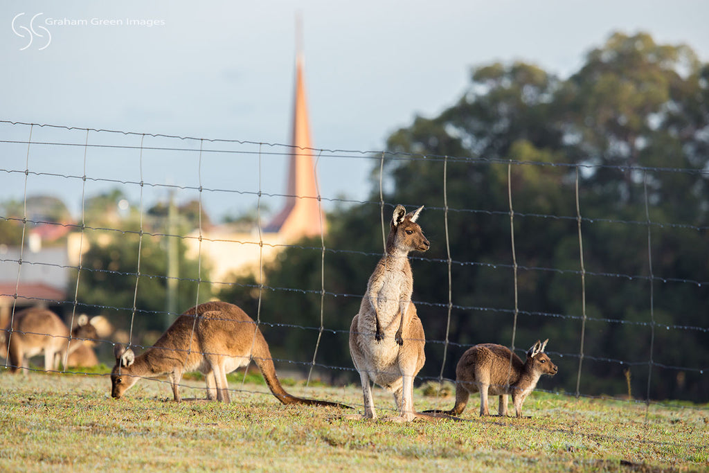 Kangaroos, Woodvale - KW7435