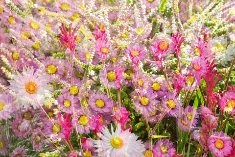 Flowers, Kings Park - KP3017