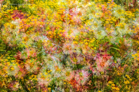 Flowers, Kings Park - KP3016