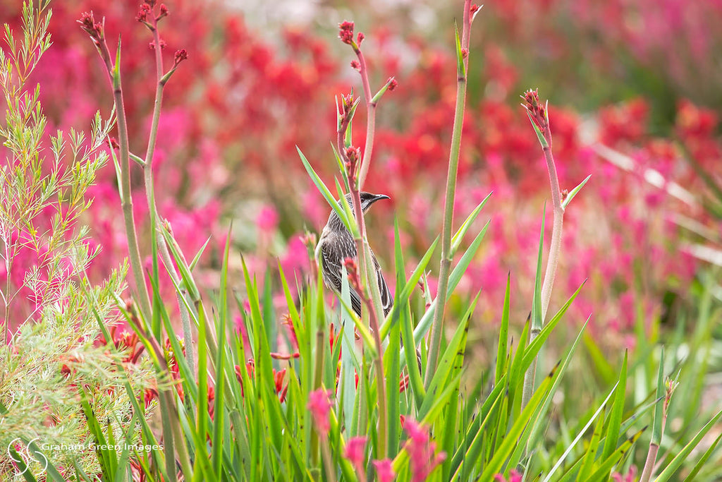 Flowers, Kings Park - KP3018