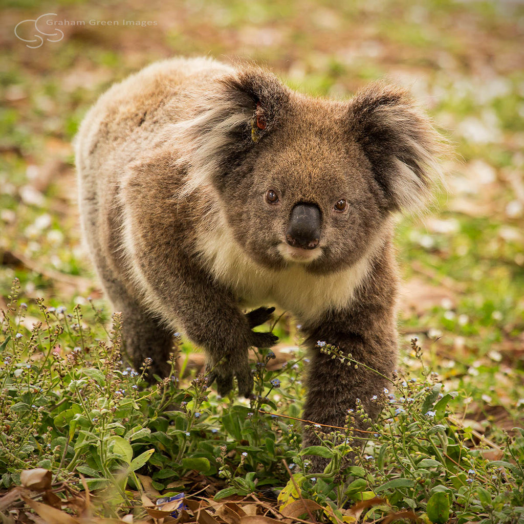 Koala, Victoria - VC5047