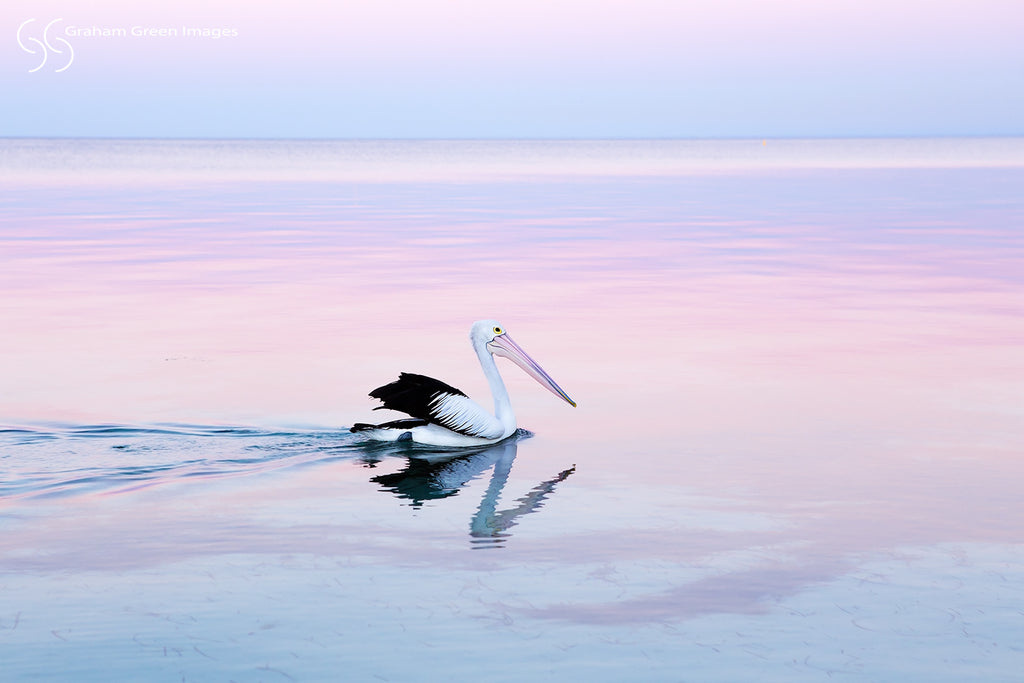 Pelican, Quindalup - PE3256