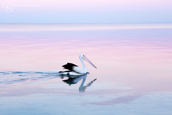Pelican, Quindalup - PE3256