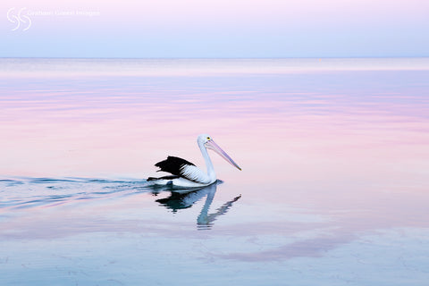 Pelican, Quindalup - PE3256