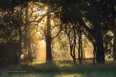 Sunrise, Perry's Paddock - PP7743