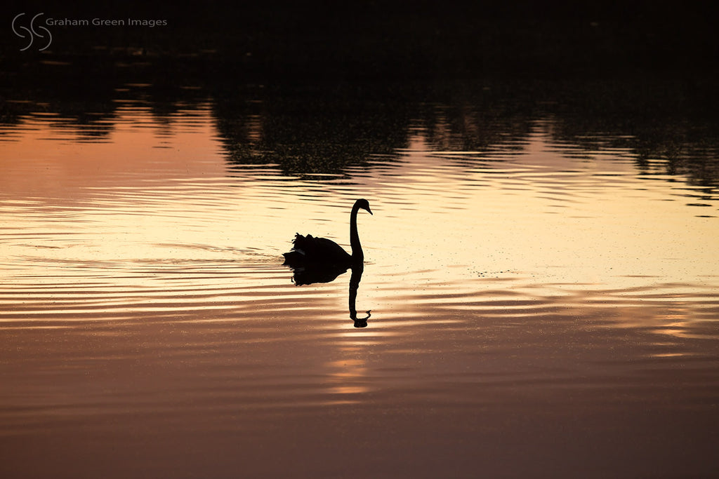 Swan, Lake Goollelal - LG6472