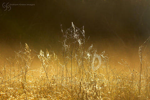 Morning Webs, Yellagonga - MW7088