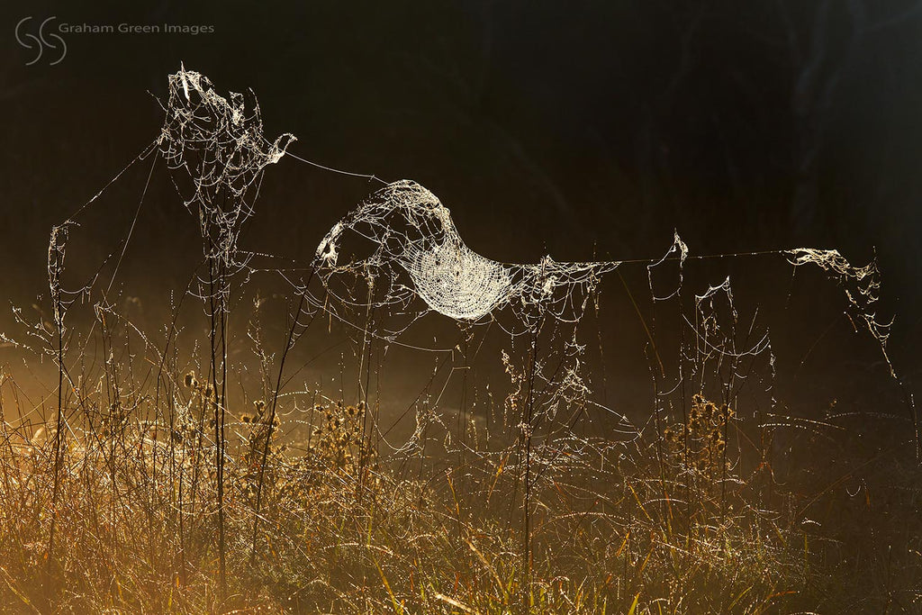 Morning Webs, Yellagonga - MW7089