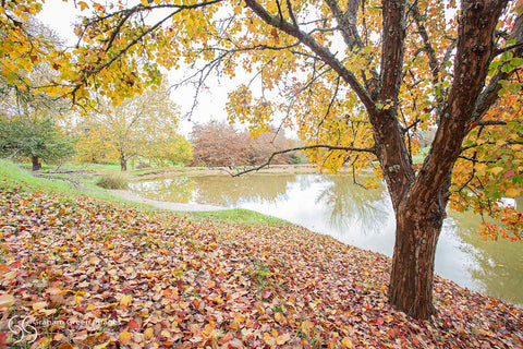 Autumn Leaves, Balingup - AL6834