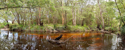 Denmark River - DR1256