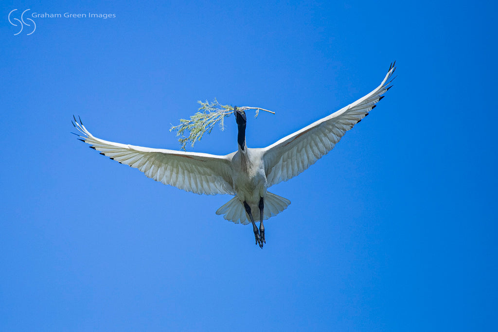 Ibis, Herdsman Lake - IB0752