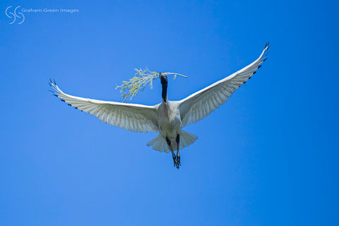 Ibis, Herdsman Lake - IB0752