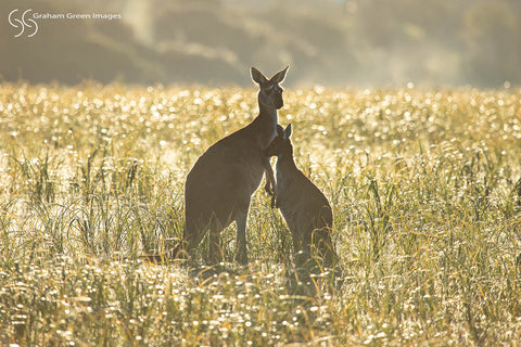 Kangaroos, Woodvale - KW0632