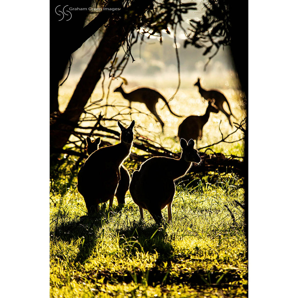 Kangaroos, Woodvale - KW0646