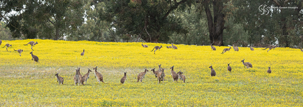 Kangaroos, Woodvale - KW0866
