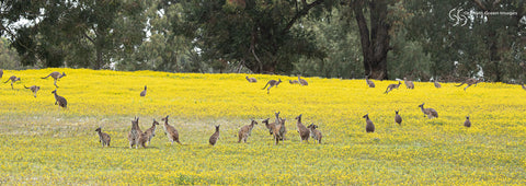 Kangaroos, Woodvale - KW0866