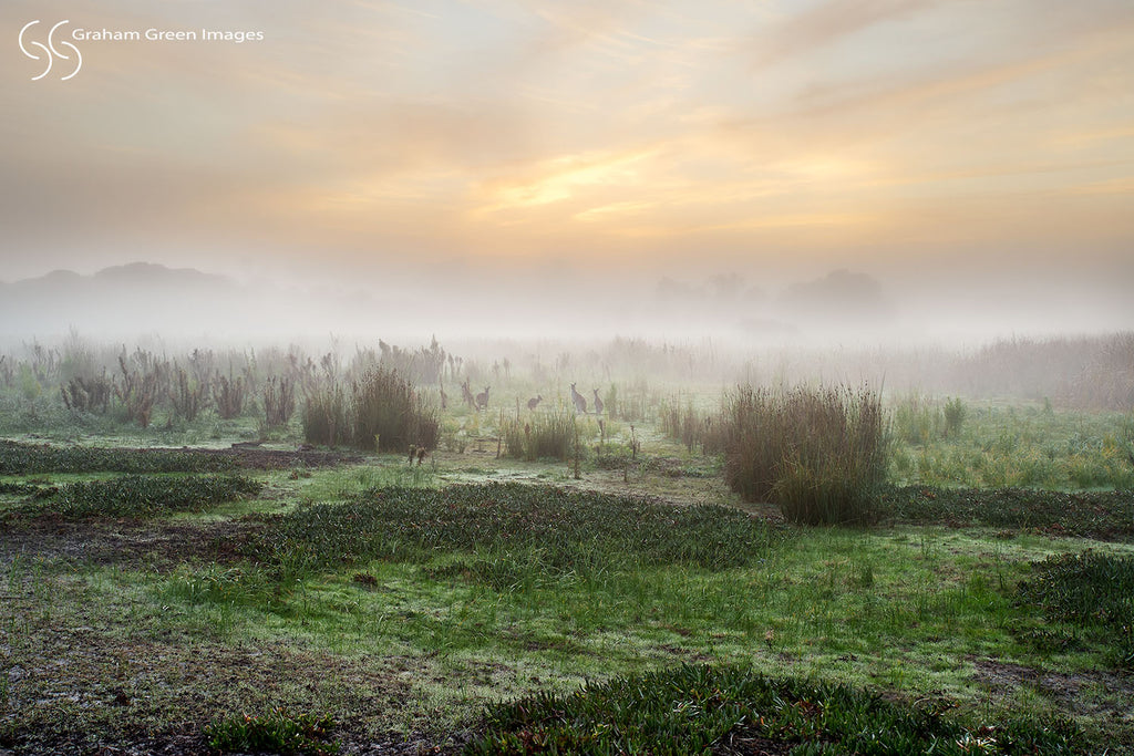 Kangaroos, Woodvale - KW0406