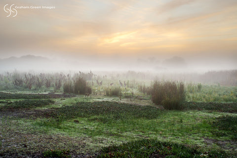 Kangaroos, Woodvale - KW0406