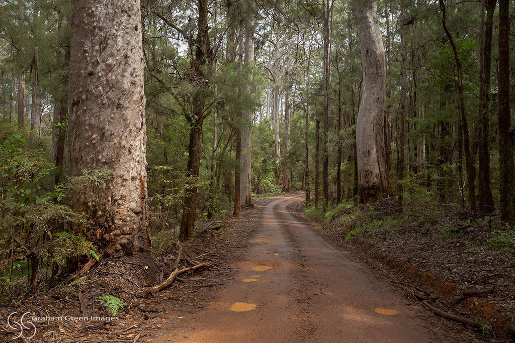 Karri Forest, Pemberton - KF1284