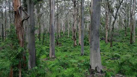 Margaret River - MRV003