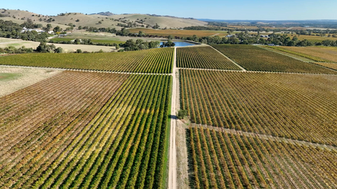 Barossa Valley - BVV001