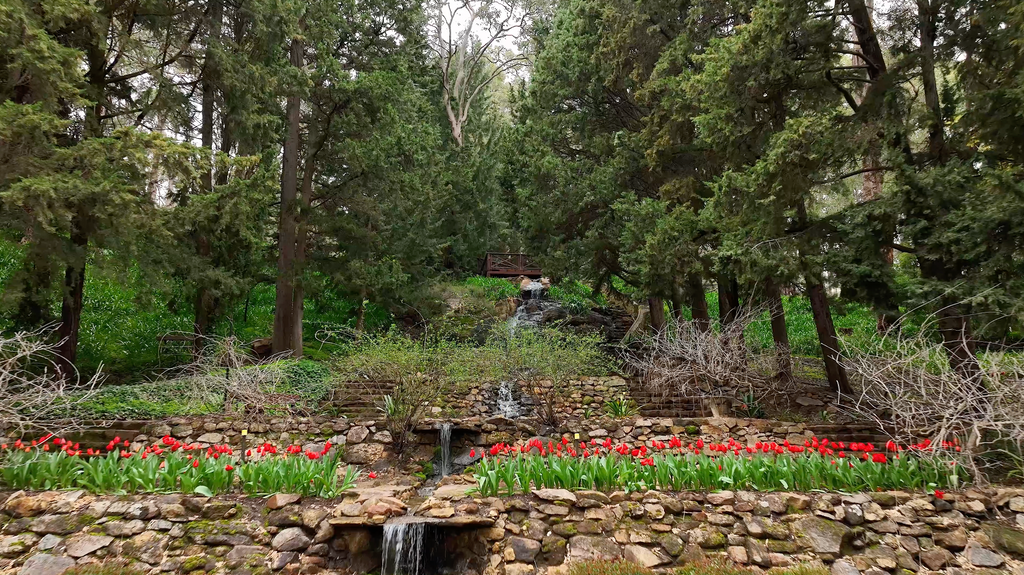 Araluen Tulips - ATV002