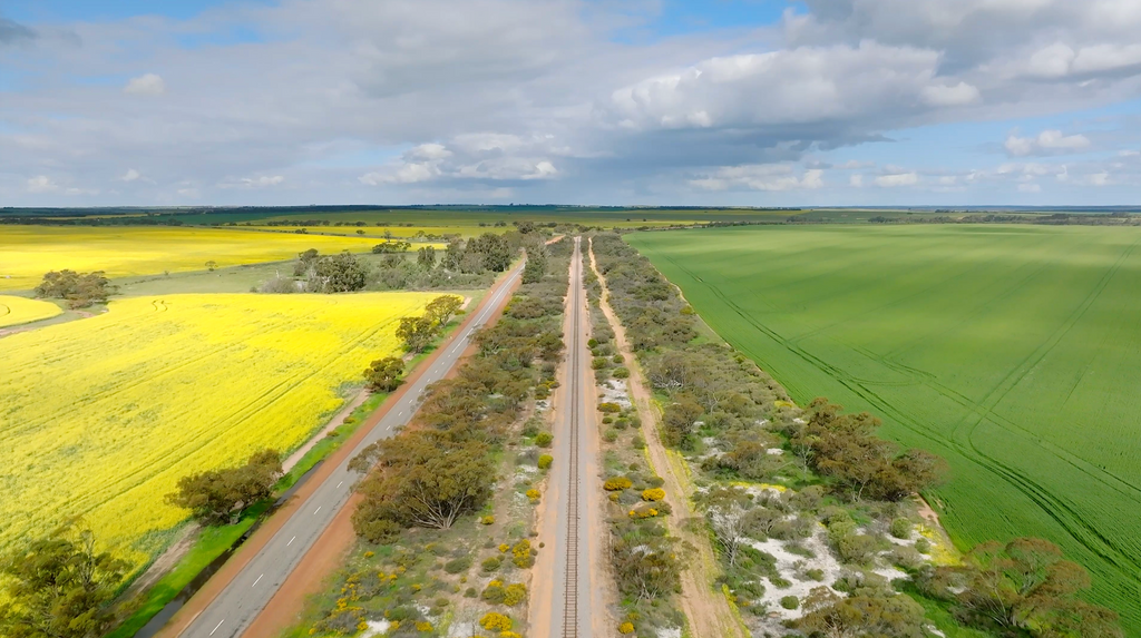 Canola Fields - CFV003