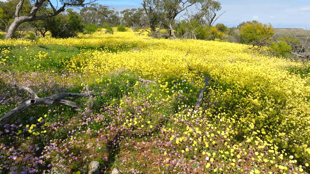Coalseam Conservation Park - CSV003
