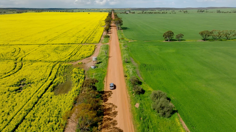 Canola Fields - CFV001