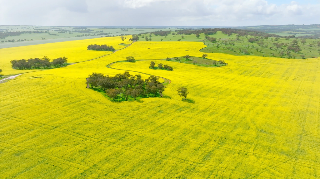 Canola Fields - CFV002