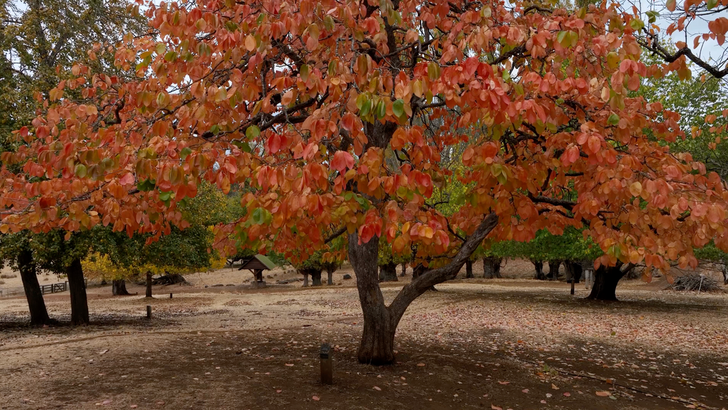 Golden Valley Tree Park - GVV002