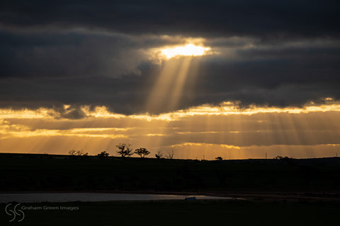 Golden Rays, Carnamah - GR0112