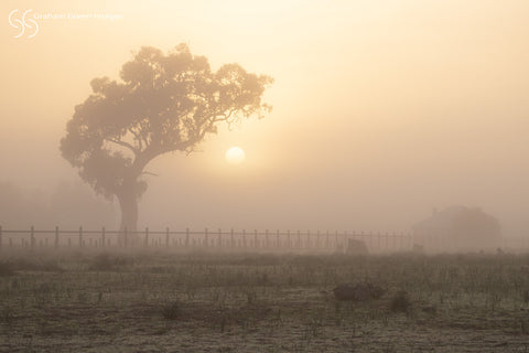 Foggy Morning, Yellagonga - FM0427