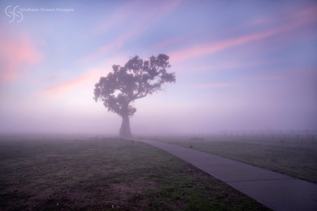 Foggy Morning, Yellagonga - FM0371